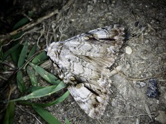Anacronicta nitida