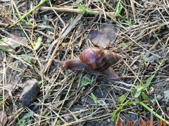 Lissachatina fulica