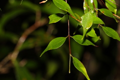 Uromyrtus tenella