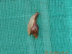 Lissachatina fulica