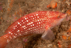 Notolabrus gymnogenis