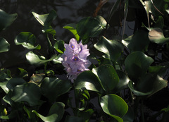 Pontederia crassipes