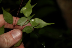 Uromyrtus tenella