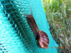 Lissachatina fulica