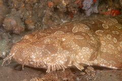 Orectolobus maculatus