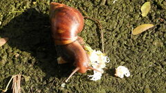Lissachatina fulica