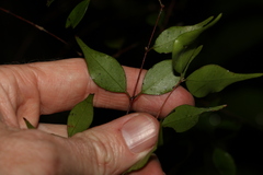 Uromyrtus tenella