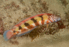 Eupetrichthys angustipes