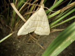 Herminia arenosa