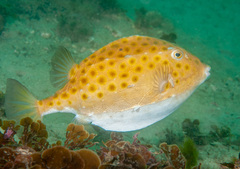 Anoplocapros inermis