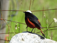 Phoenicurus leucocephalus