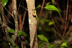 Uromyrtus tenella