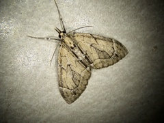 Lobophorodes obscuraria