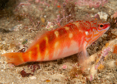 Hypoplectrodes maccullochi