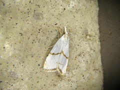 Pseudargyria interruptella