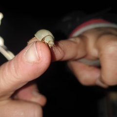 Paropsisterna crocata