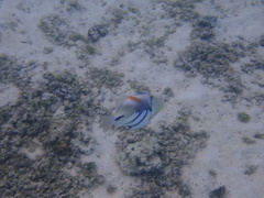 Rhinecanthus aculeatus