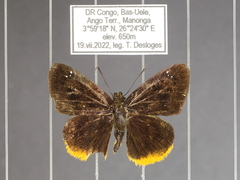 Sarangesa brigida sanaga