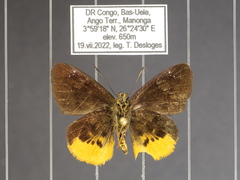 Sarangesa brigida sanaga