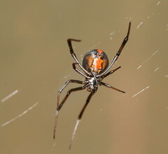 Latrodectus hasselti