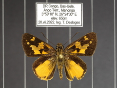 Pardaleodes tibullus tibullus