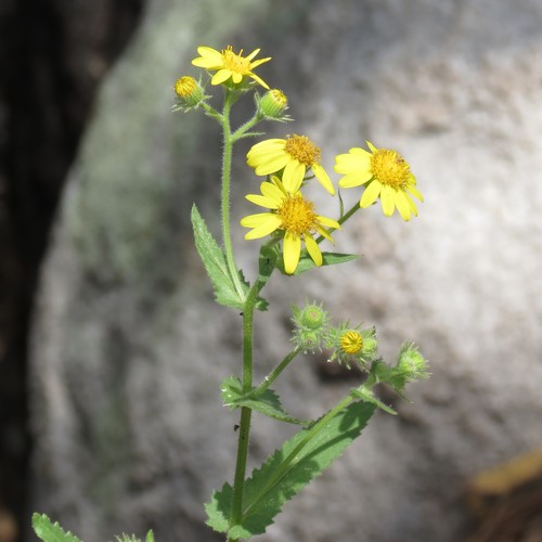 mountain ragwort (Senecio parryi)