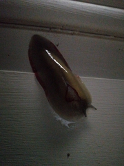 Triboniophorus graeffei