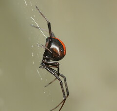 Latrodectus hasselti