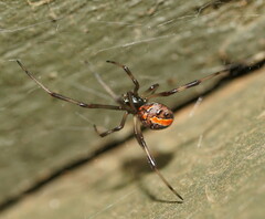 Latrodectus hasselti