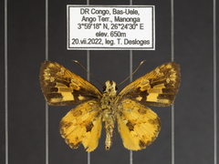 Pardaleodes tibullus tibullus