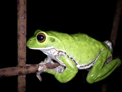 Zhangixalus arboreus
