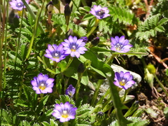 Gentiana aristata