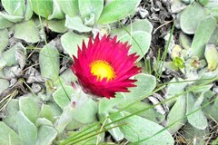 Helichrysum ecklonis