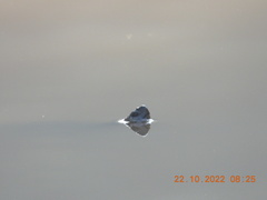 Melanochelys trijuga