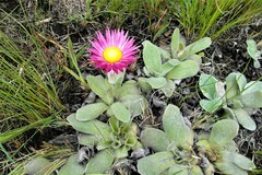 Helichrysum ecklonis