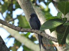 Dicrurus leucophaeus