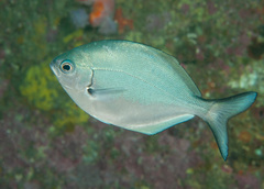 Scorpis lineolata