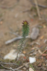 Acrotriche serrulata