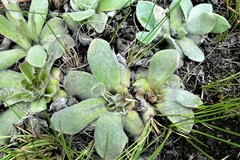Helichrysum ecklonis