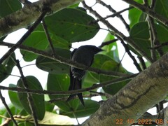 Dicrurus leucophaeus