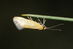 Edosa ochranthes