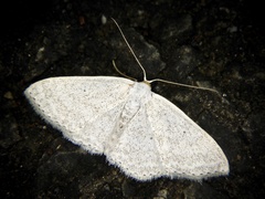 Scopula epiorrhoe
