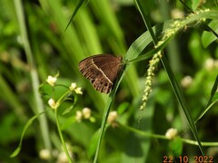 Mycalesis mineus