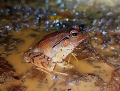 Platyplectrum fletcheri