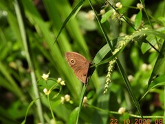 Mycalesis mineus