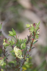 Pimelea linifolia