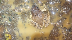 Platyplectrum fletcheri