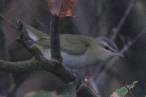 Vireo ojirrojo (Vireo olivaceus)