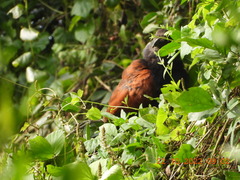 Centropus sinensis