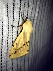 Spilarctia seriatopunctata